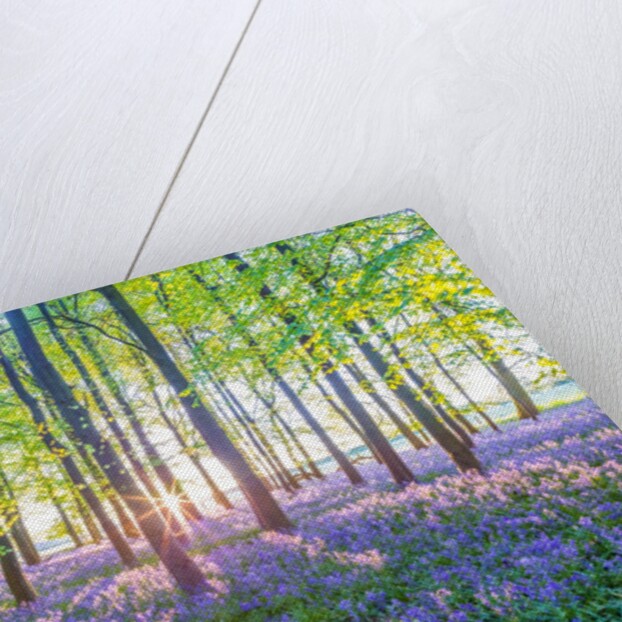 Bluebells by Assaf Frank